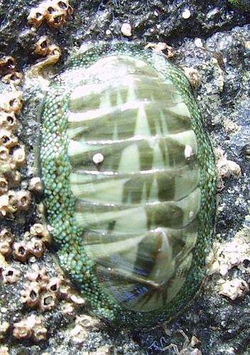 Chiton glaucus